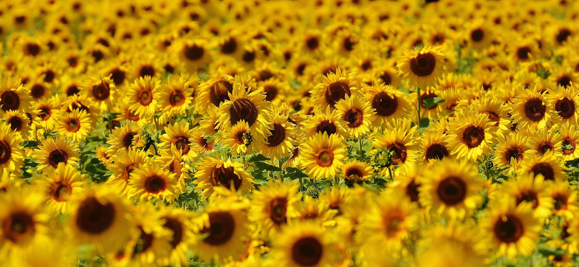 Field of bright yellow sun flowers