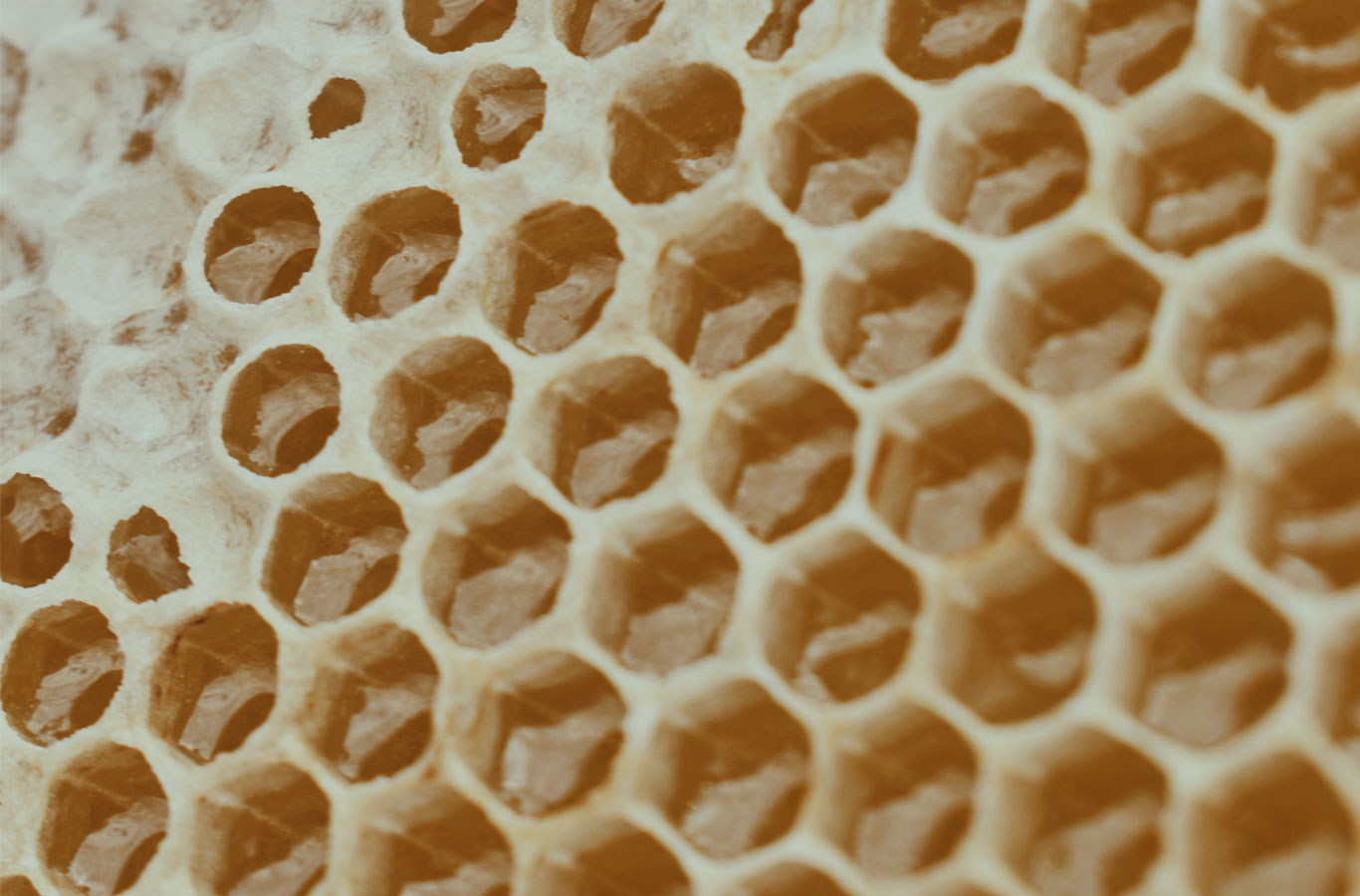 nourishing honeycomb, symbolizing Lauren's nourishing women back to their sweetness